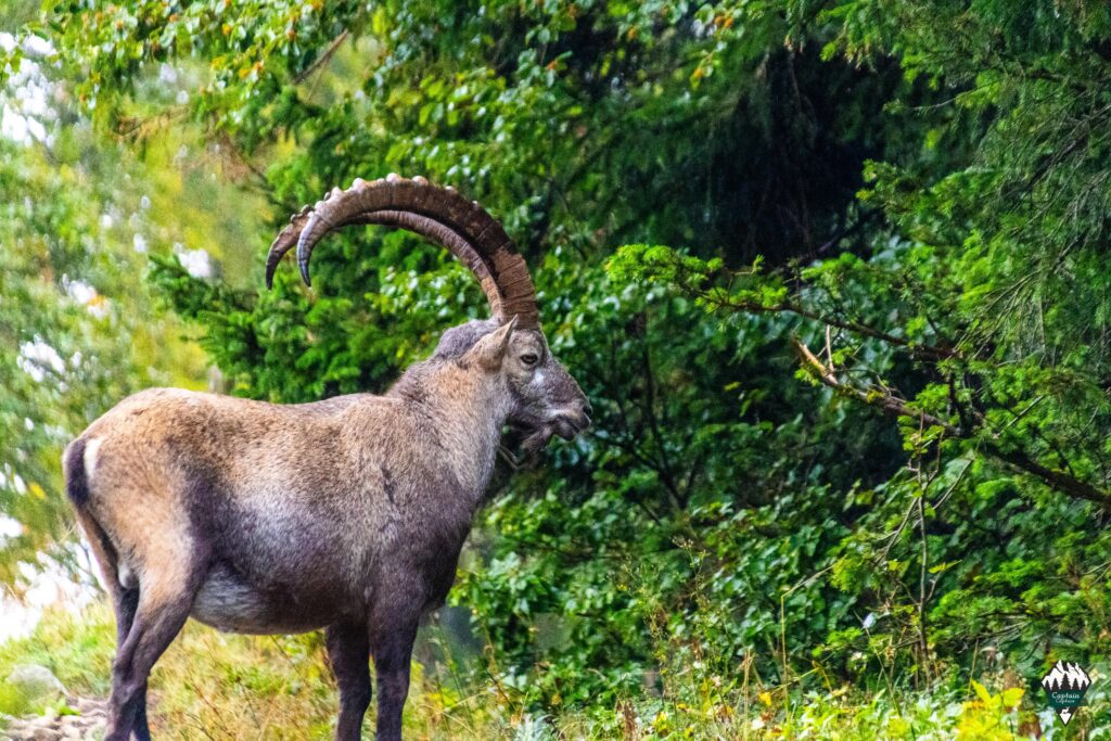 An ibex