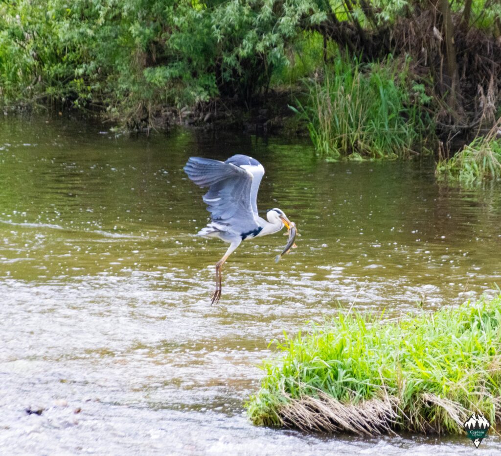 A heron catches a fish