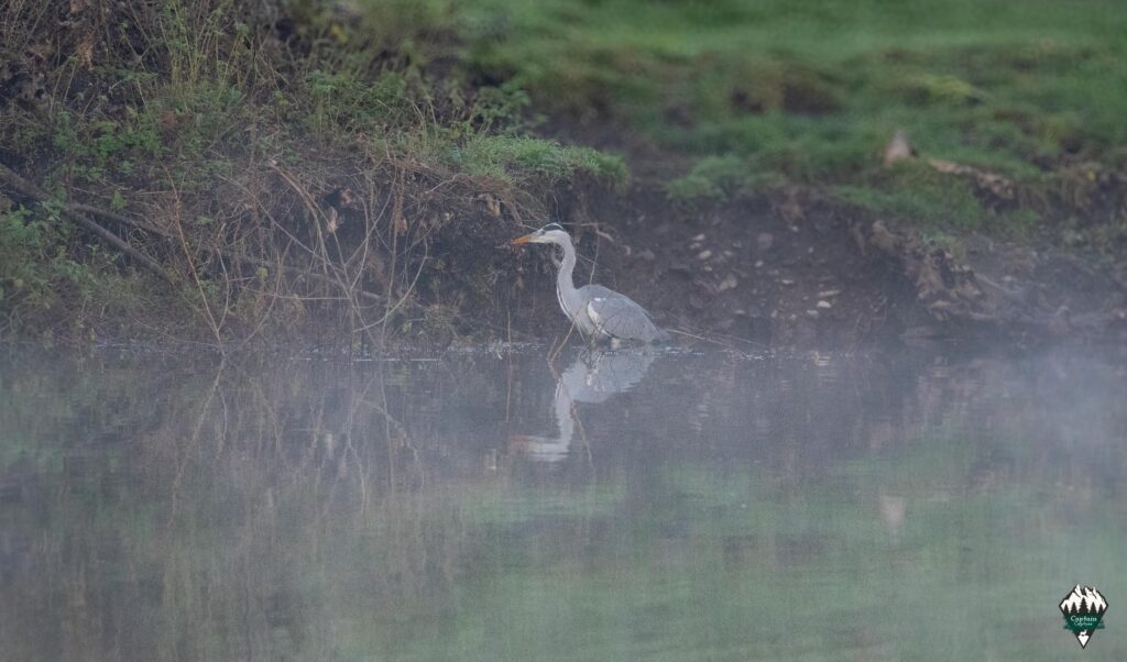Heron sitting in a quarry pond