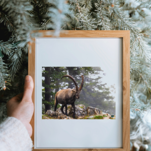 Image shows a photo still of an ibex in a wooden frame.