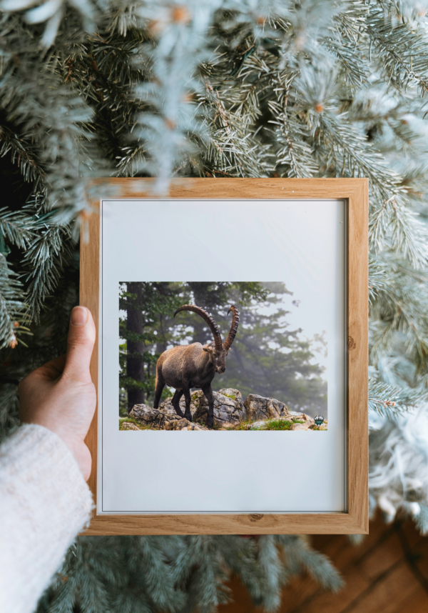 Photo Still Ibex in wooden Frame Image shows a photo still of an ibex in a wooden frame.
