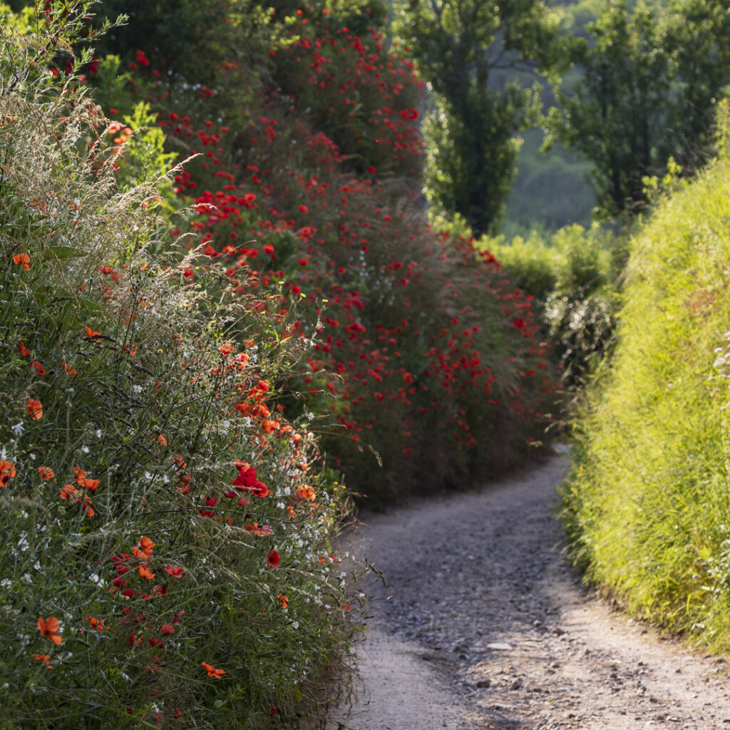 A hollow alley on the side is overgrown with poppies.