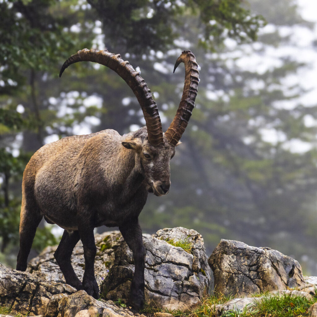 An Ibex in the Swiss Mountains.