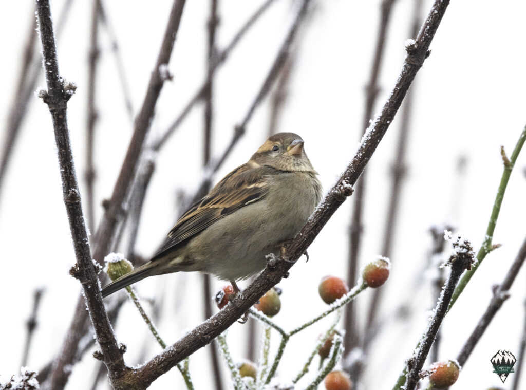 A sparrow on a branch in winter