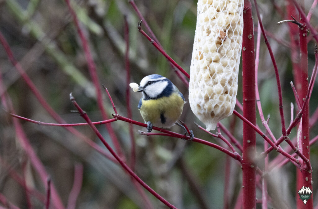 A blue tit has taken a piece of food from the winter feeding and is about to take off again.