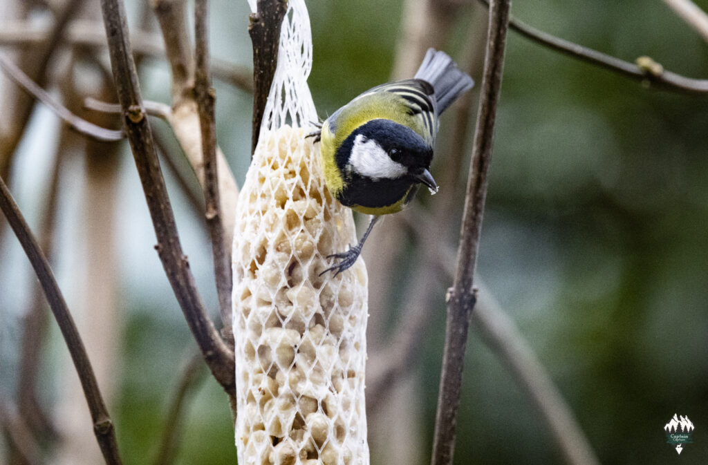 A great tit at the feeder not yet sure if the air is clear.