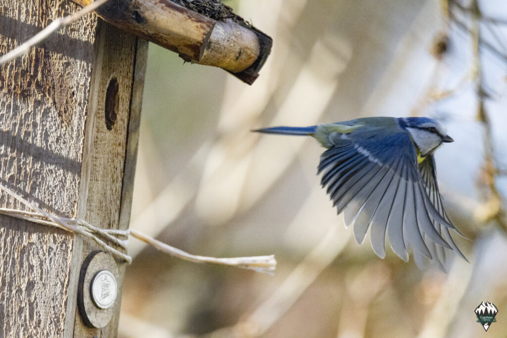 A blue tit in flight as it leaves the bird house.