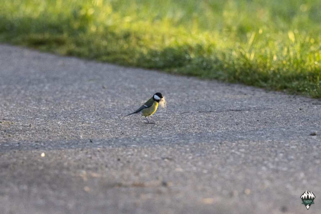 A great tit on the ground in spring with nest building material in its mouth