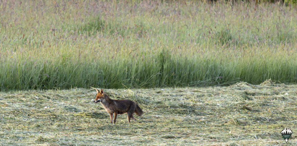 The fox on the prowl