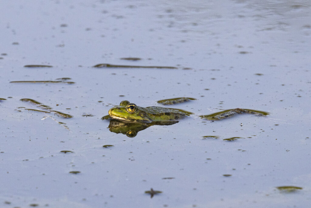 It's spring and the frog in the pond is lying quietly in the water.