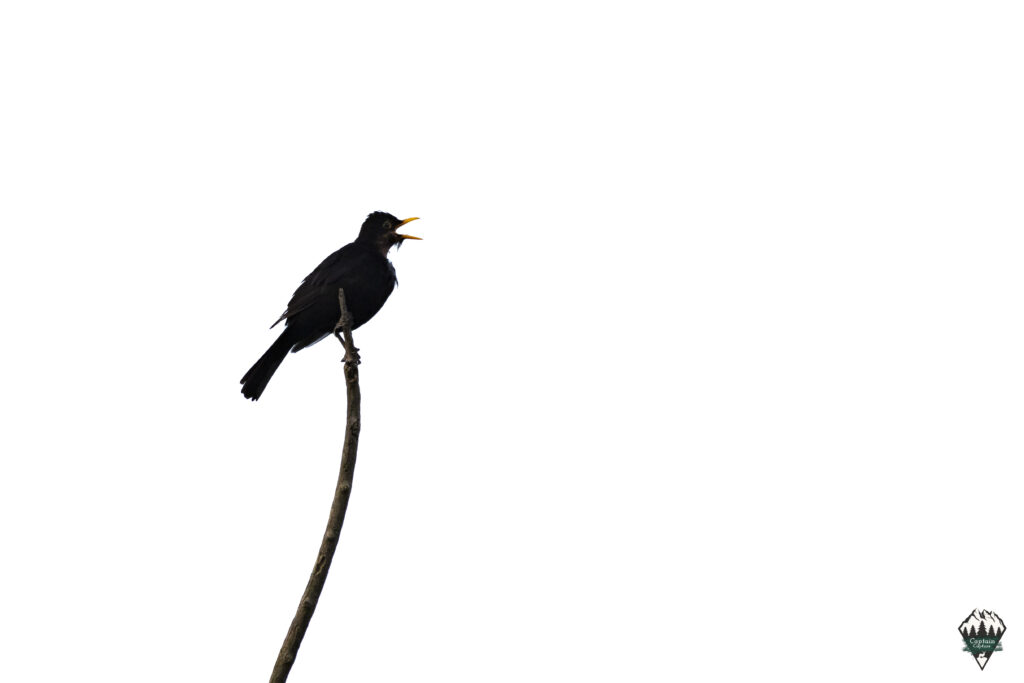 A blackbird in the bright morning light on a branch. Its beak is open as it sings loudly.