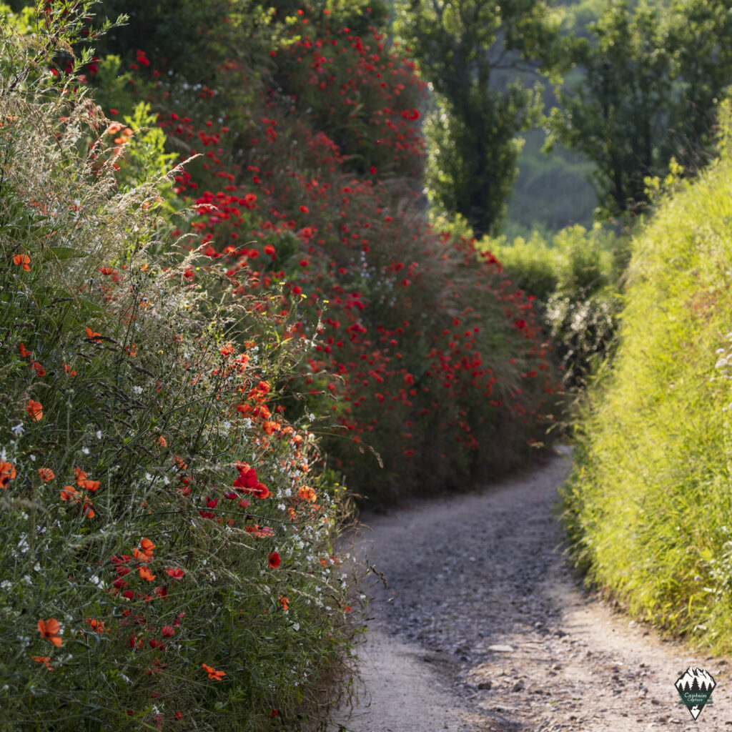 A hollow alley in the Kaiserstuhl with the typical red poppy