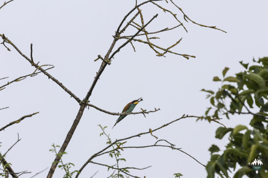 A bee-eater is sitting on a branch and playing with a humble