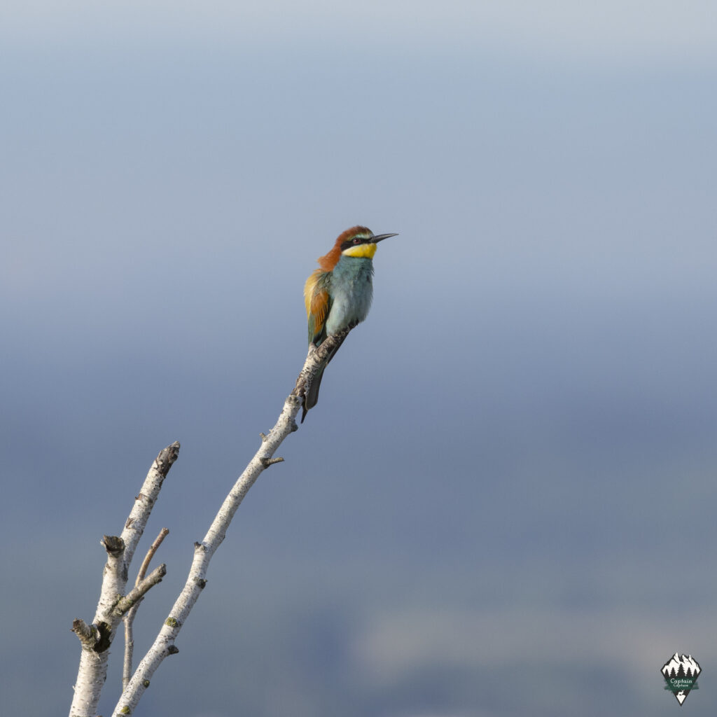 A bee-eater sitting on his perch