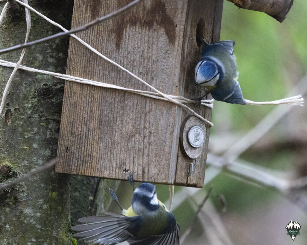Blue tits checking out a house in a tree for there family