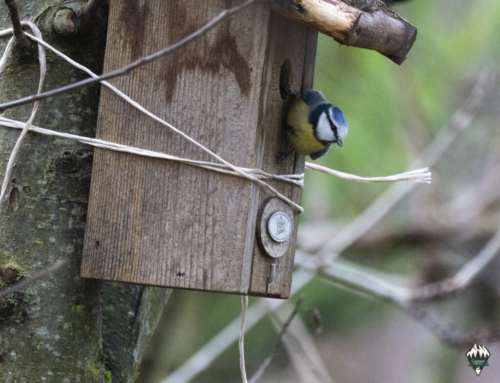 Blue tit at the birdhouse