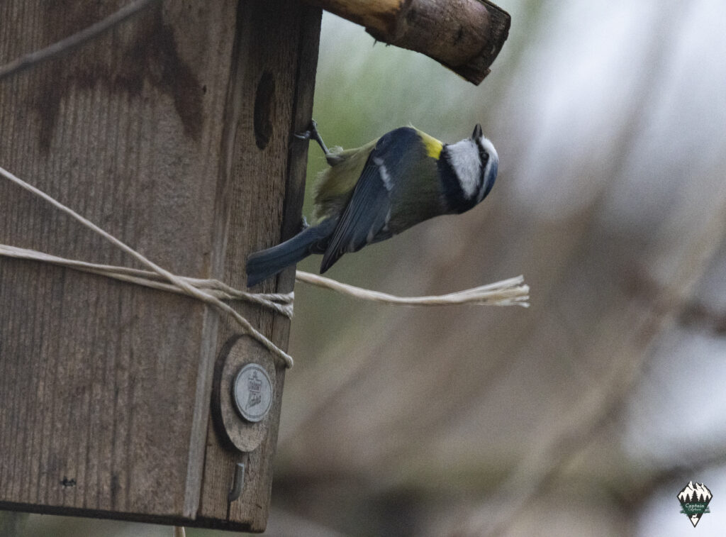Blue tit at the birdhouse