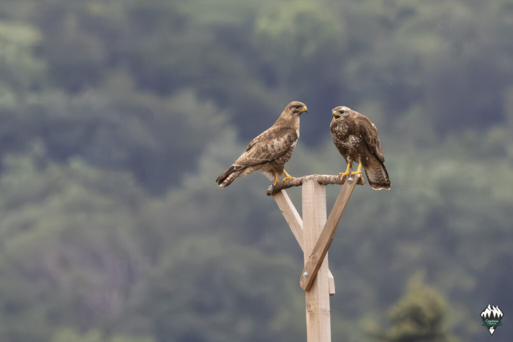 Mother and son common buzzard