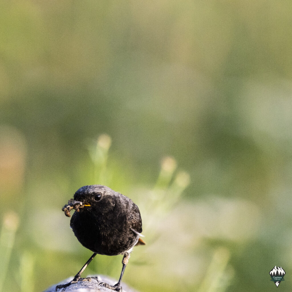 A black redstart with its prey in its mouth