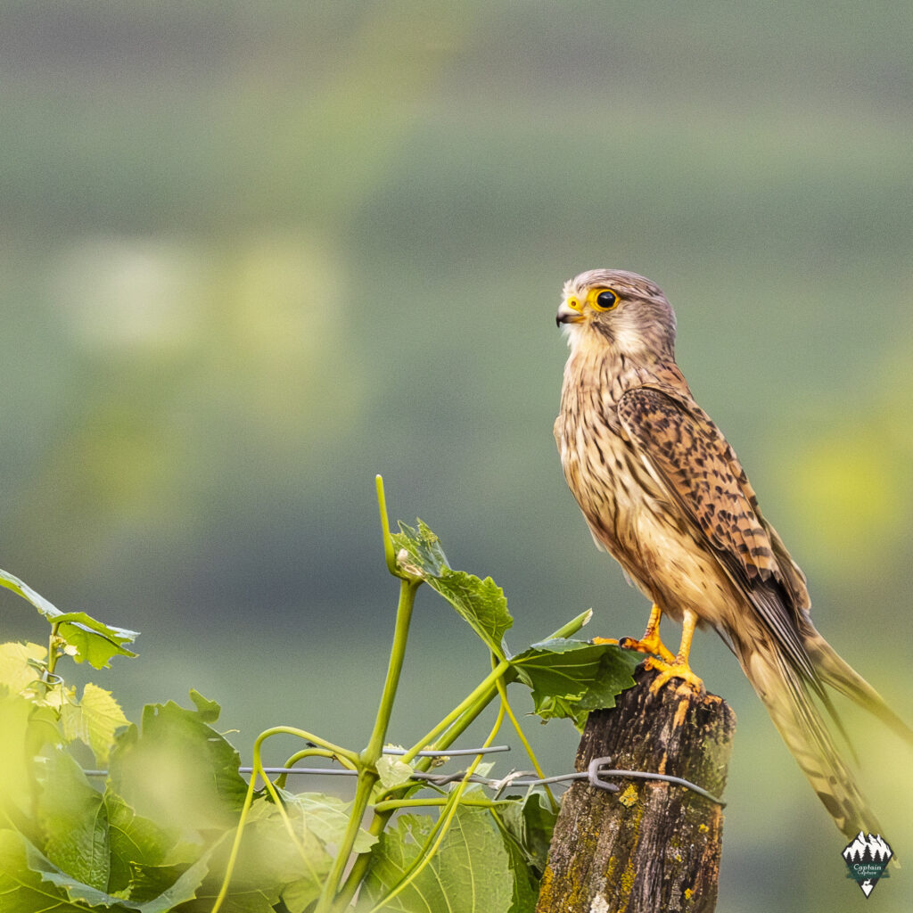 A kestrel resting in the vineyard