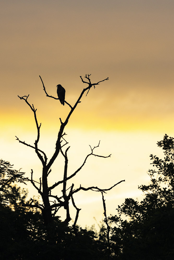 A common Bussard during sunrise