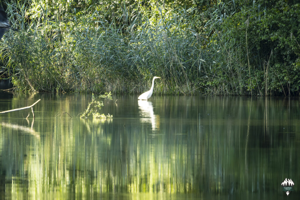 A great egret on the hunt