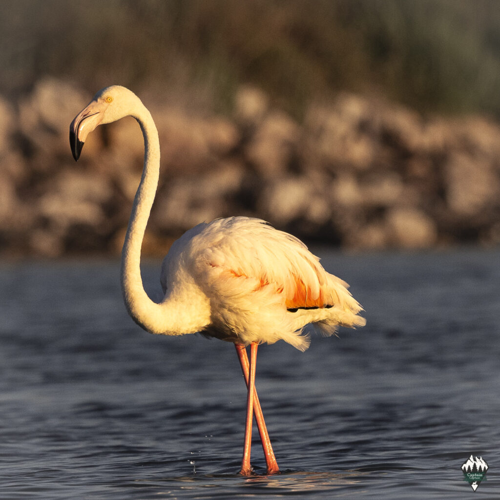 A flamingo standing in a salt lake during sunset.