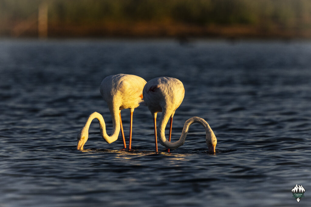 Two flamingos enjoing there supper in a saltlake in region camargue, france.