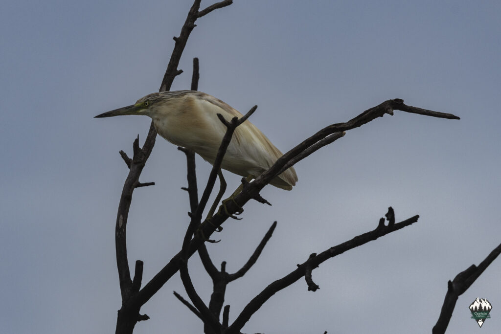 Squacco Heron sitting in a tree without leaves