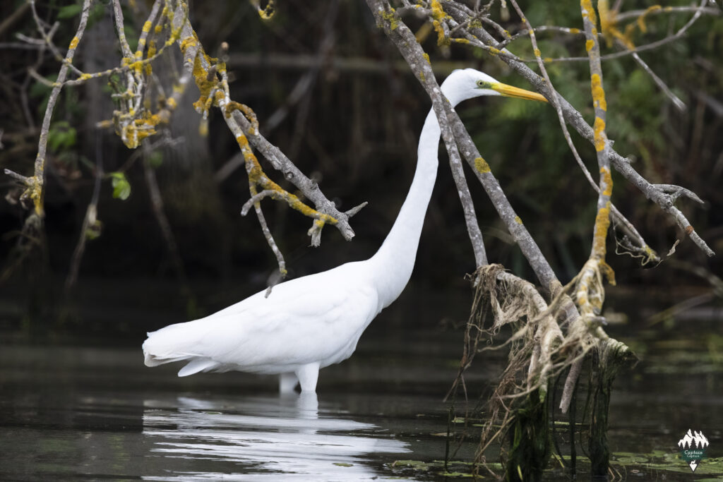 Great Egret in river petit rhone.